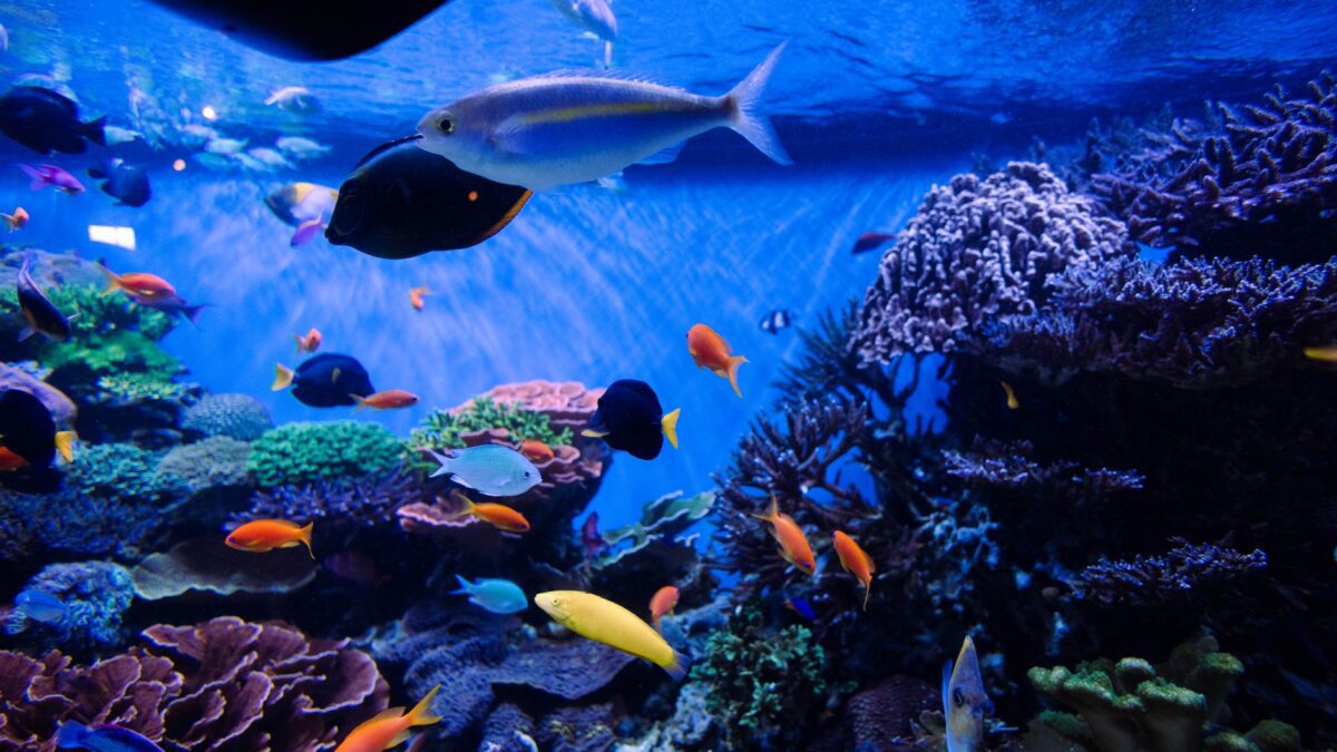Zeedieren Kleurplaten: Vissen, Dolfijnen en Meer
